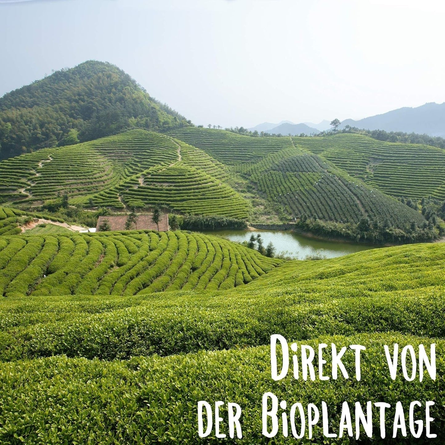 KLUIZ Gyokuro Tokiwa biologisch - Eerste handgeplukte oogst - Japanse groene thee I 100 gram I Biologische groene thee