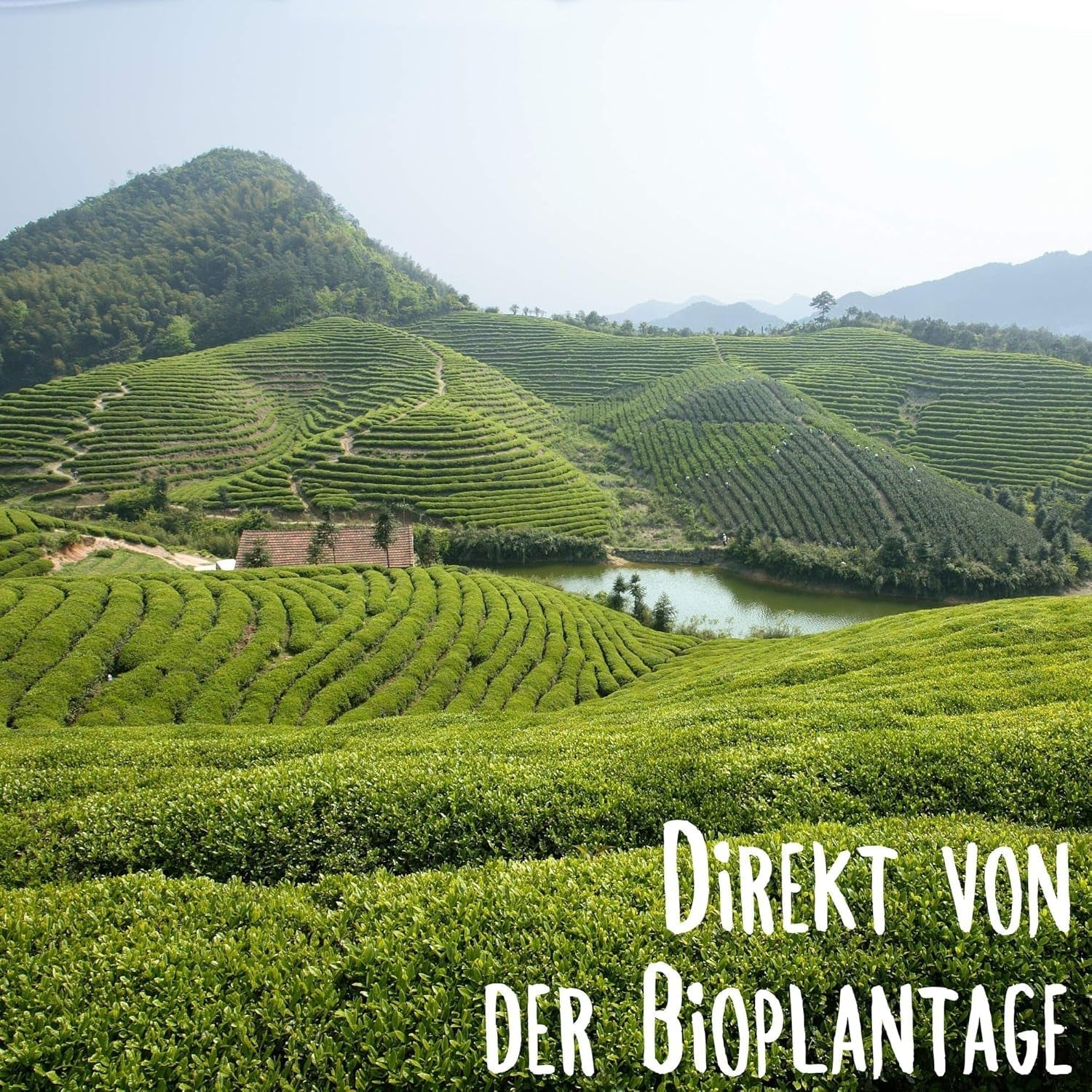 KLUIZ Gyokuro Tokiwa biologisch - Eerste handgeplukte oogst - Japanse groene thee I 100 gram I Biologische groene thee