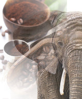 Jumbo Kaffee | Elefantenkaffee Maragogype (1000 g, hele Bohnen) - Die größten Bohnen der Welt, ohne Säure, extra mild