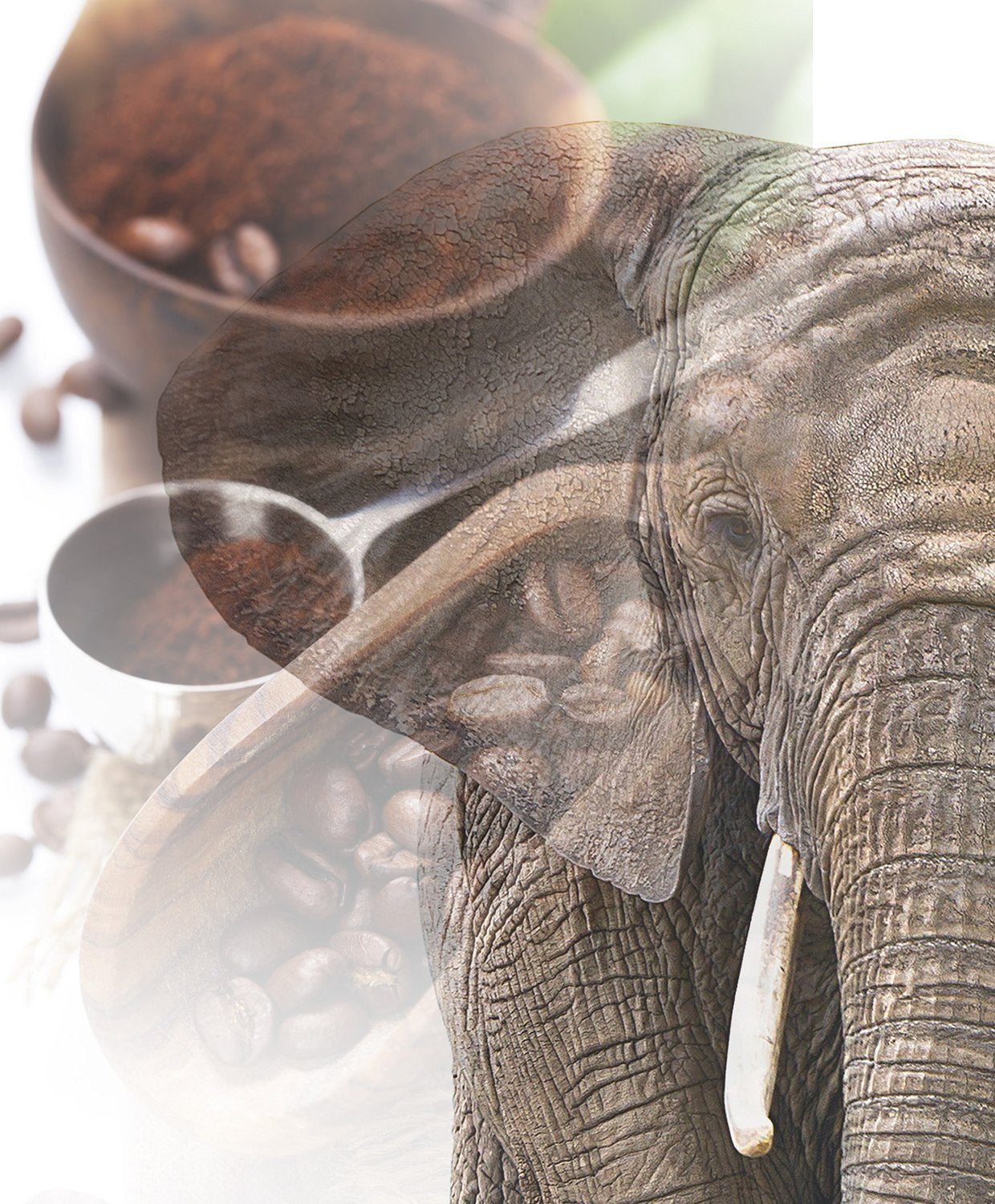 Jumbo Kaffee | Elefantenkaffee Maragogype (1000 g, hele Bohnen) - Die größten Bohnen der Welt, ohne Säure, extra mild