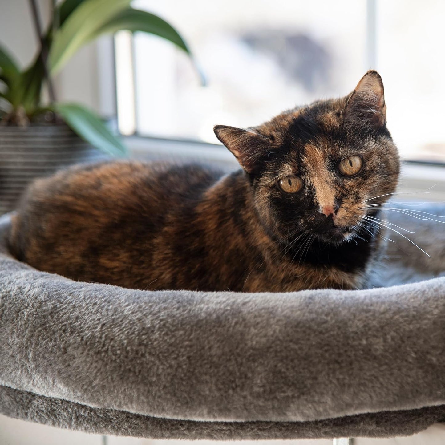 Dekens en meubelen, Raamstoelen, Huisdieren, Katten, Kattenbedden, Katten - bedden, matrassen