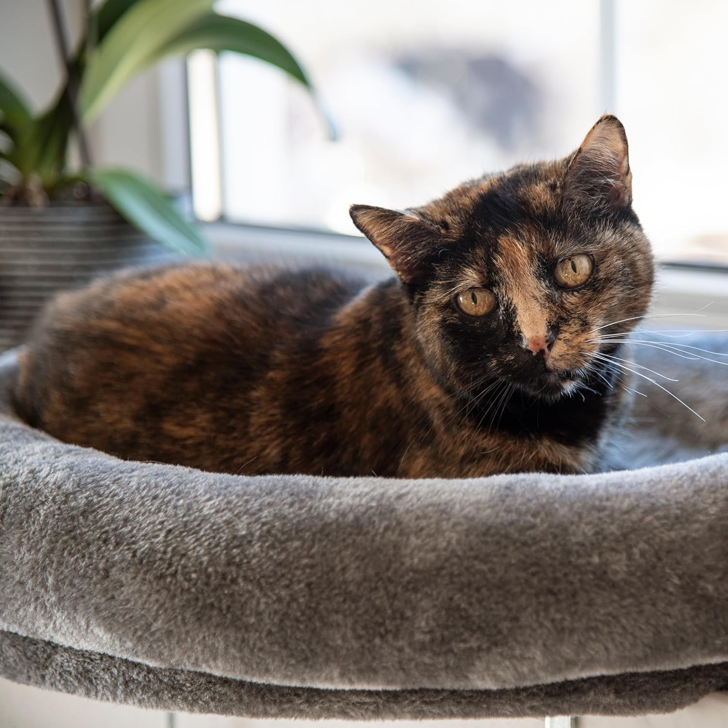 Dekens en meubelen, Raamstoelen, Huisdieren, Katten, Kattenbedden, Katten - bedden, matrassen