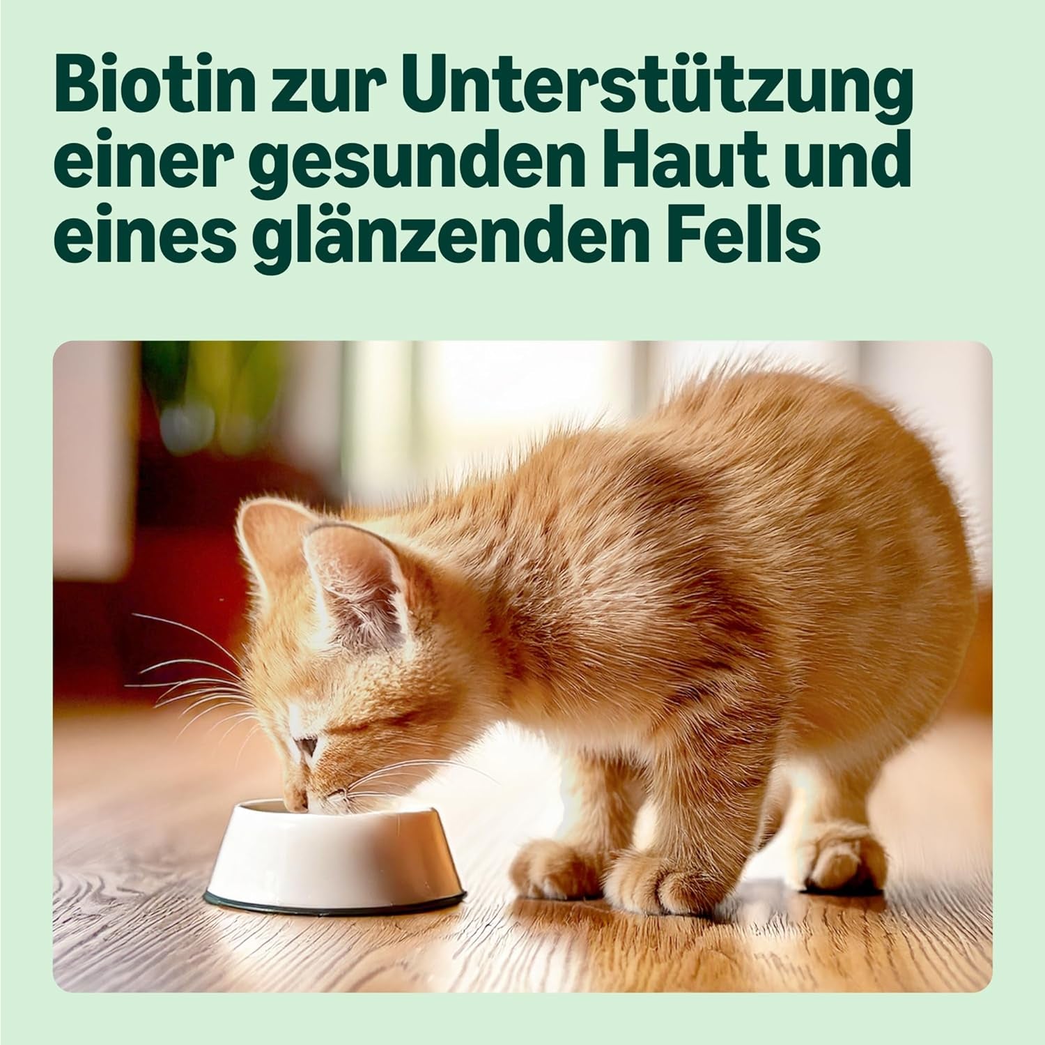 Amazon Mixed Selection Natvoer voor jonge katten in gelei 1,2 kg (12 zakjes van 100 g)
