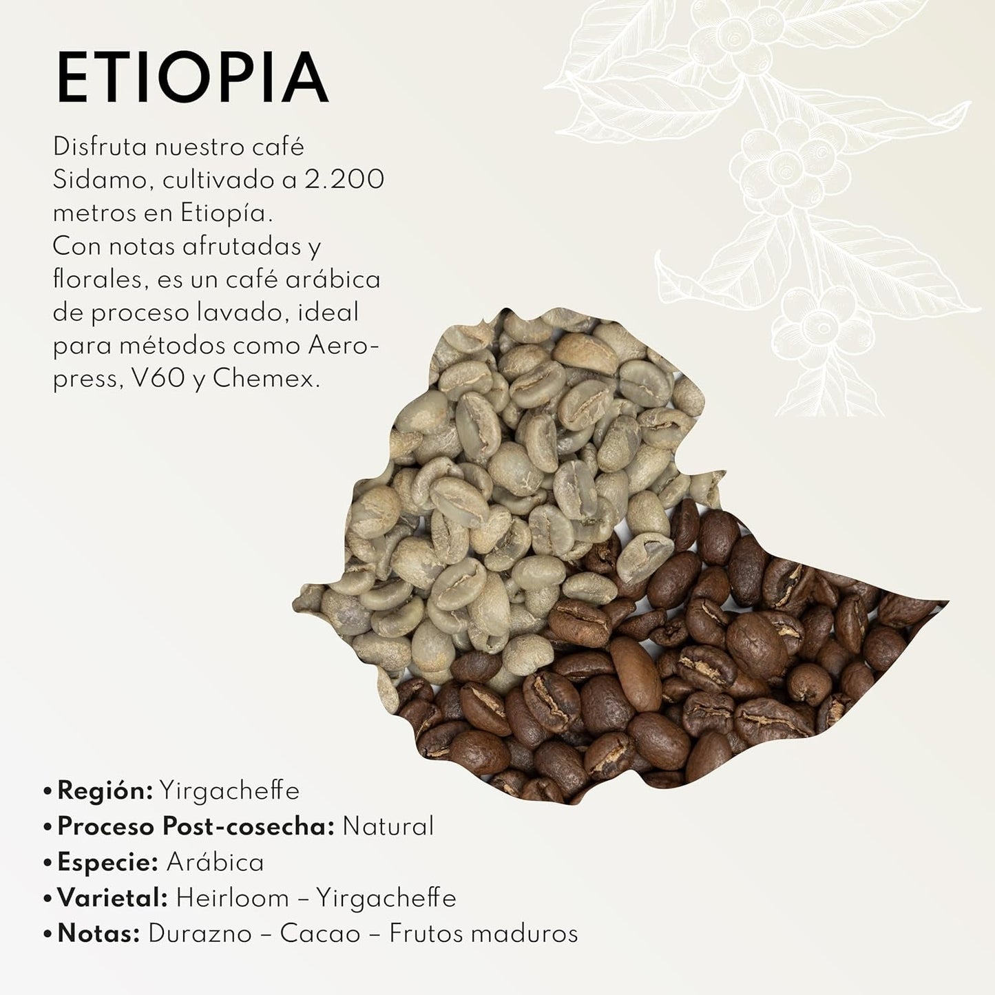 Boconó Specialty Coffee Ethiopië 100% Arabica, medium gebrand, 1 kg - Ideaal voor V60, Chemex, Kalita koffie, etc.