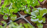 Gardena Micro-Drip-System - Kruisverbinding 4,6 mm (3/16 inch): Accessoire voor aftakverdeling en druppelleidingen, knikvrije installatie met Easy & Flexibele aansluittechniek (13214-20)