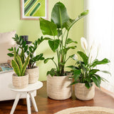 Scheurich Seagrass 17, mandpot/zeegrasmandpot, kleur: Wit, diameter 17 cm, hoogte 16 cm, inhoud 3,5 l.