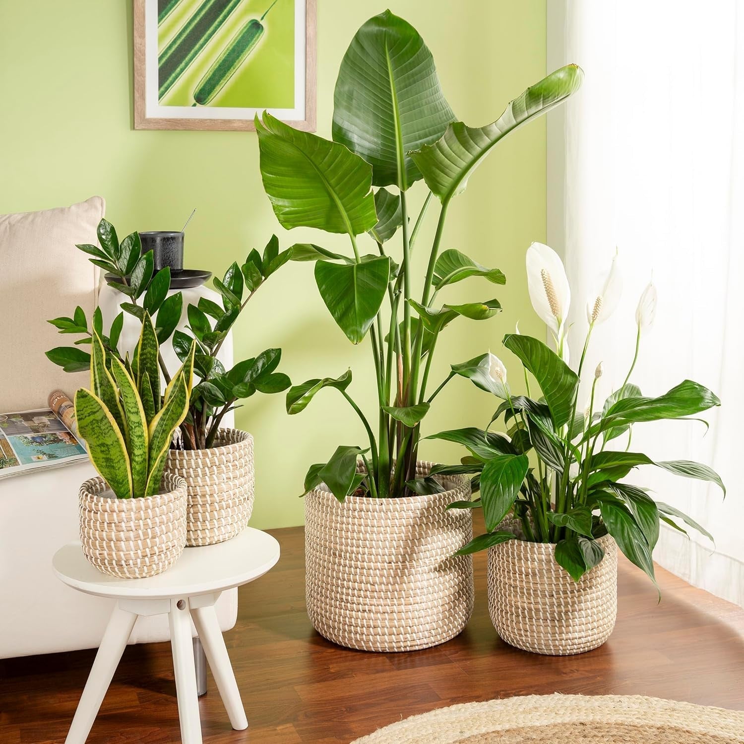 Scheurich Seagrass 17, mandpot/zeegrasmandpot, kleur: Wit, diameter 17 cm, hoogte 16 cm, inhoud 3,5 l.