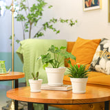 T4U 16 cm plastic bloempot met schotel, set van 6 plastic kruidenpotten met meerdere afvoergaten, ronde pot voor binnen en balkon vetplanten, cactussen, wit