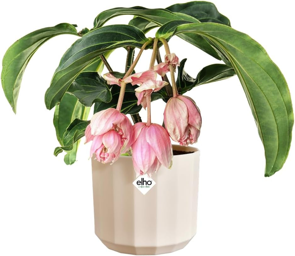Ronde pot elho Facet 17cm - voor binnengebruik - 100% gerecycled plastic - Ø 16,6 x H 14,9 cm - Roze/Amandelroze