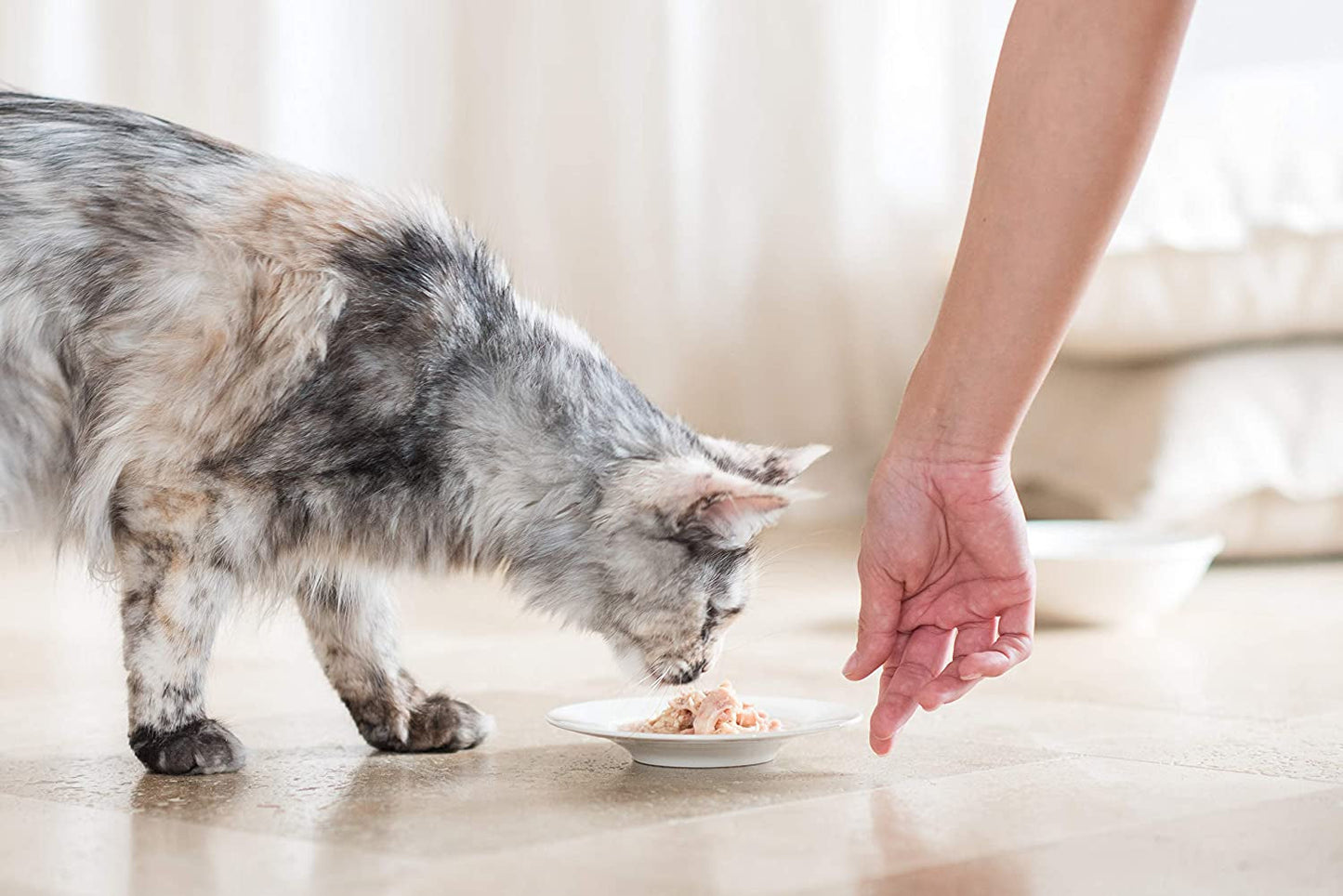 Cat Jelly Thunfisch met Goldmakrele, Katzenfutter nass in Gelee, 24 Dosen x 85 g