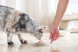 Cat Jelly Thunfisch met Goldmakrele, Katzenfutter nass in Gelee, 24 Dosen x 85 g