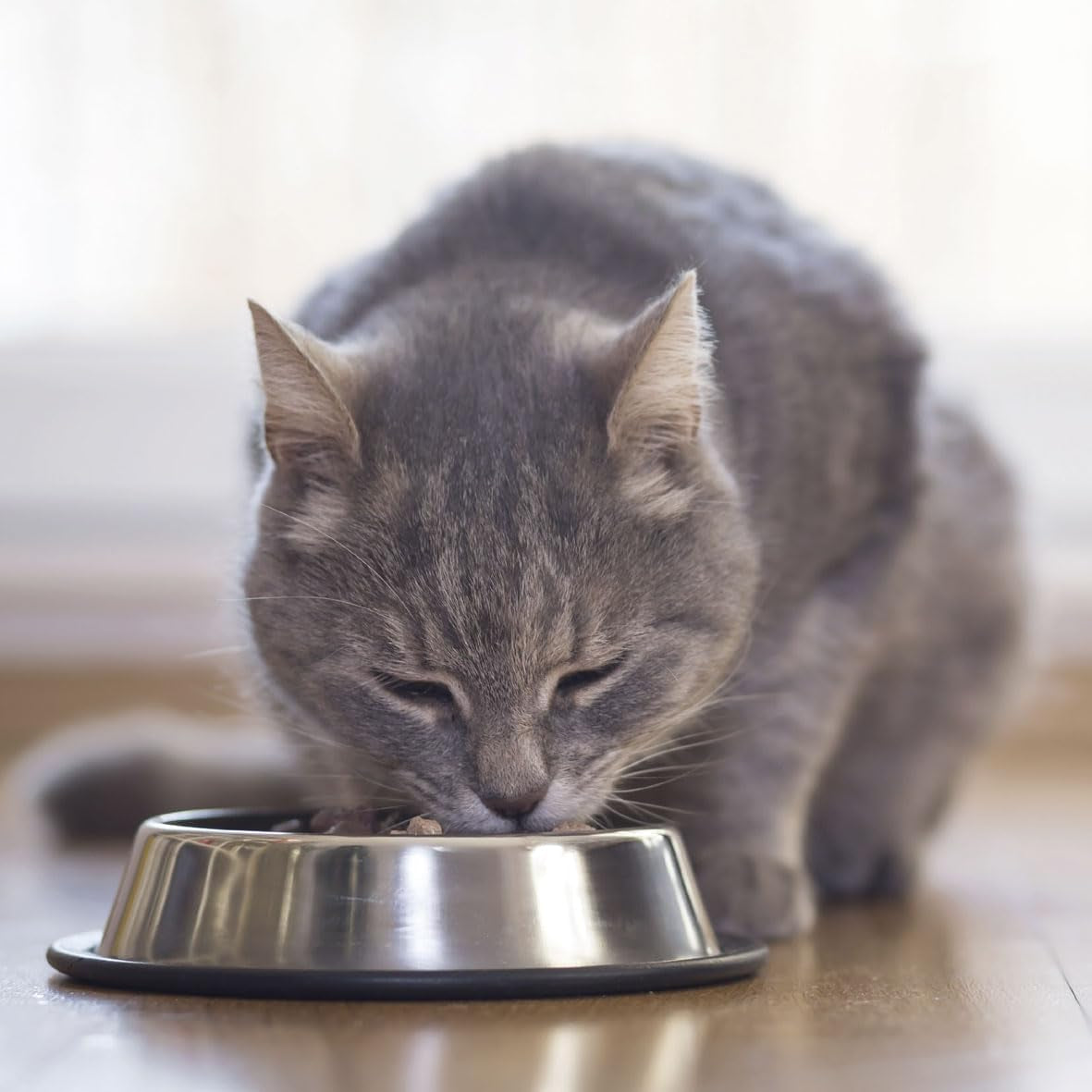 BEAPHAR - Nierdieet met kip - Volledige voeding voor katten met chronisch nierfalen - Ter ondersteuning van de nierfunctie - 100 g