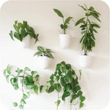 Virgo zelfwatergevende muurpotten (set van 6) - eenvoudig water te geven en te installeren - lichtgewicht - creëer uw eigen verticale tuin - muurpotten voor kamerplanten
