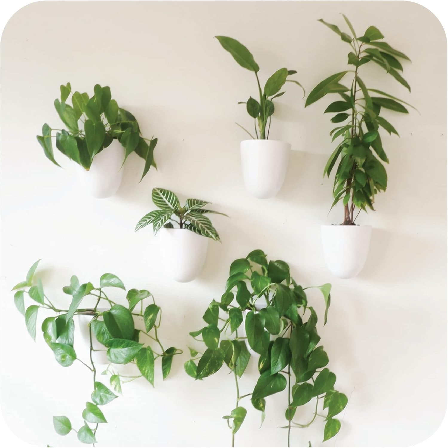 Virgo zelfwatergevende muurpotten (set van 6) - eenvoudig water te geven en te installeren - lichtgewicht - creëer uw eigen verticale tuin - muurpotten voor kamerplanten