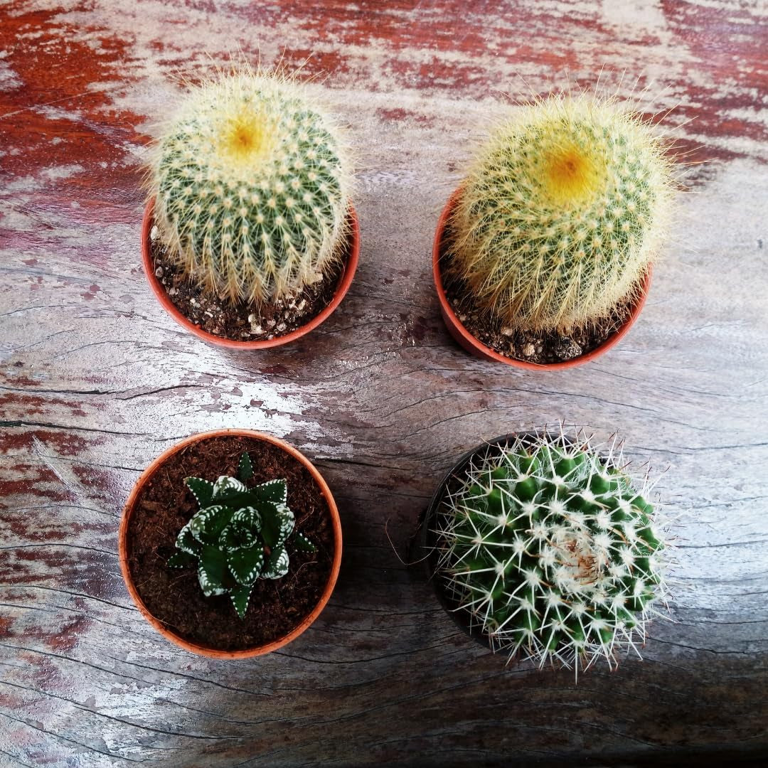 Kleine plastic pot - diameter 12 cm, licht en duurzaam, ideaal voor zaailingen, stekken en kamerplanten - willekeurige kleur, Aléatoire