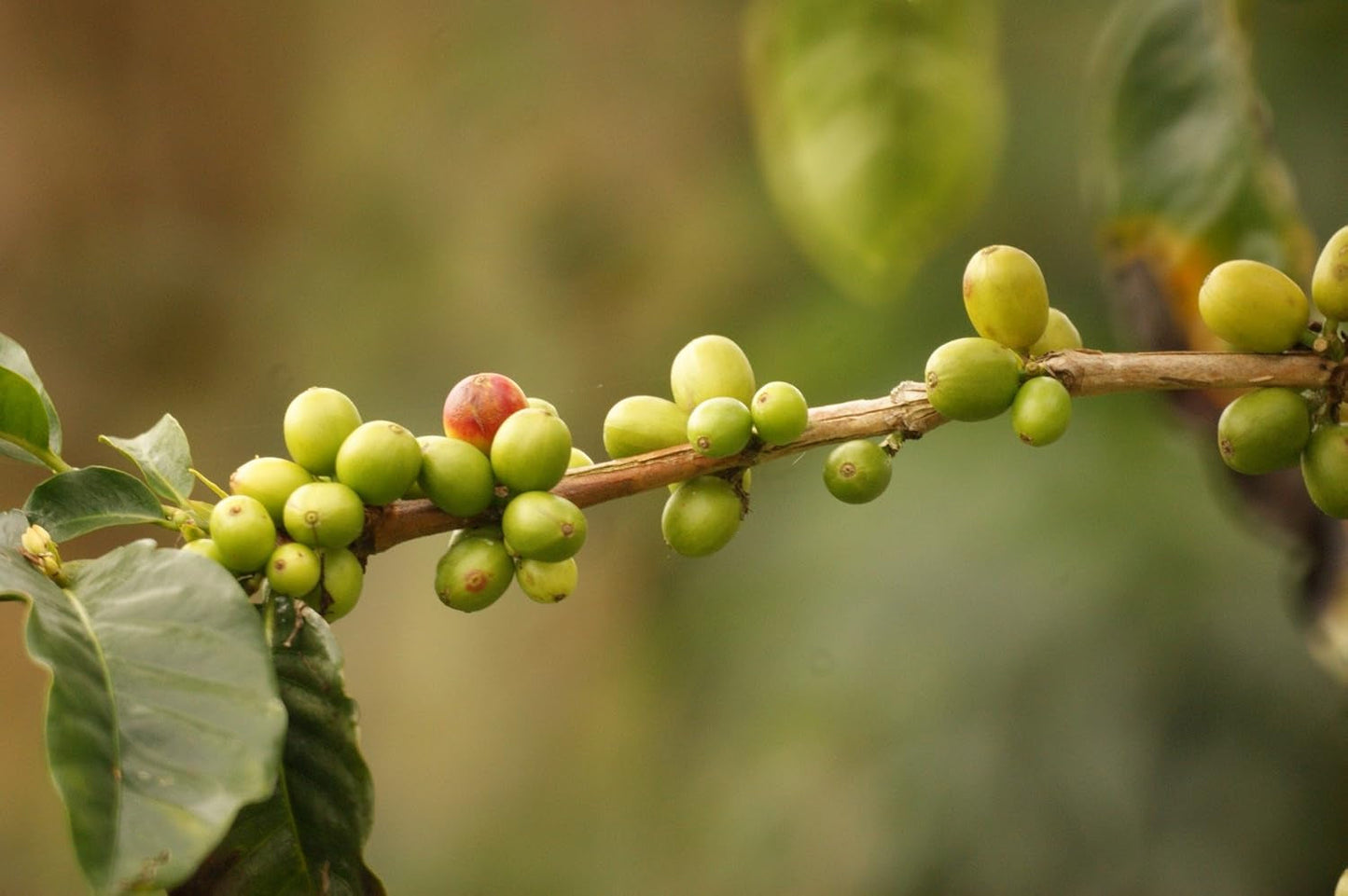 Kaffeespezialität Aus Mittelamerika - Guatemala, Dem Land Der Maya (Ganze Bohne,1000 Gramm) - Länderkaffee - Spitzenkaffee - Säurearm - Schonend en Frisch Geröstet