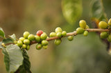 Kaffeespezialität Aus Mittelamerika - Guatemala, Dem Land Der Maya (Ganze Bohne,1000 Gramm) - Länderkaffee - Spitzenkaffee - Säurearm - Schonend en Frisch Geröstet