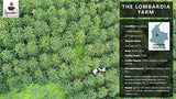 Iguaque Koffie 1000gr | Premium Kaffeeganze Bohnen 100% Arabica uit Colombia | Familiebetrieb - Single Origin Kaffeebohnen - Nachhaltige eigene Plantage im Hochland - Kräftiges Aroma