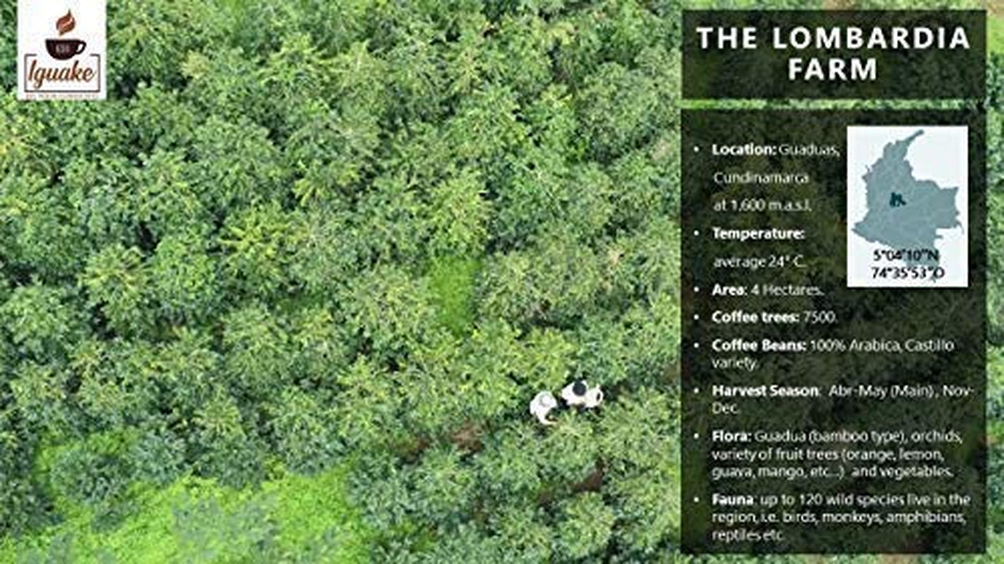 Iguaque Koffie 1000gr | Premium Kaffeeganze Bohnen 100% Arabica uit Colombia | Familiebetrieb - Single Origin Kaffeebohnen - Nachhaltige eigene Plantage im Hochland - Kräftiges Aroma