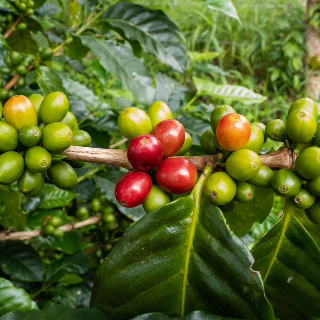 Roasters Pick Espresso Blend - 100% Arabica, ganze Bohne - vielschichtige Röstung - frisch in Berlijnse geröstet - 500g