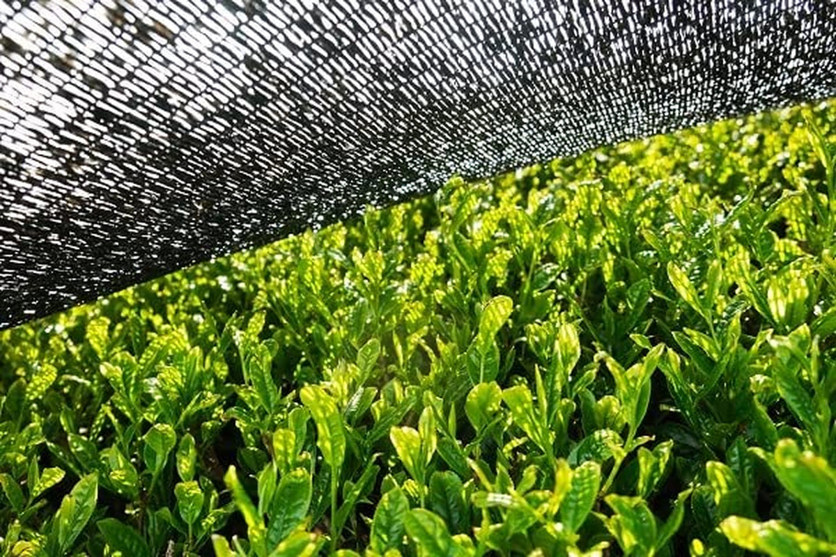 BIO Matchapoeder 200 g I Geen toevoegingen - 100% natuurlijk I Premium Japanse Matcha thee I Groene theepoeder van