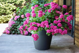 PLASTIC? Plastic bloempot, 76 liter, levendige kleuren, Zen, B 60 cm x H 47 cm
