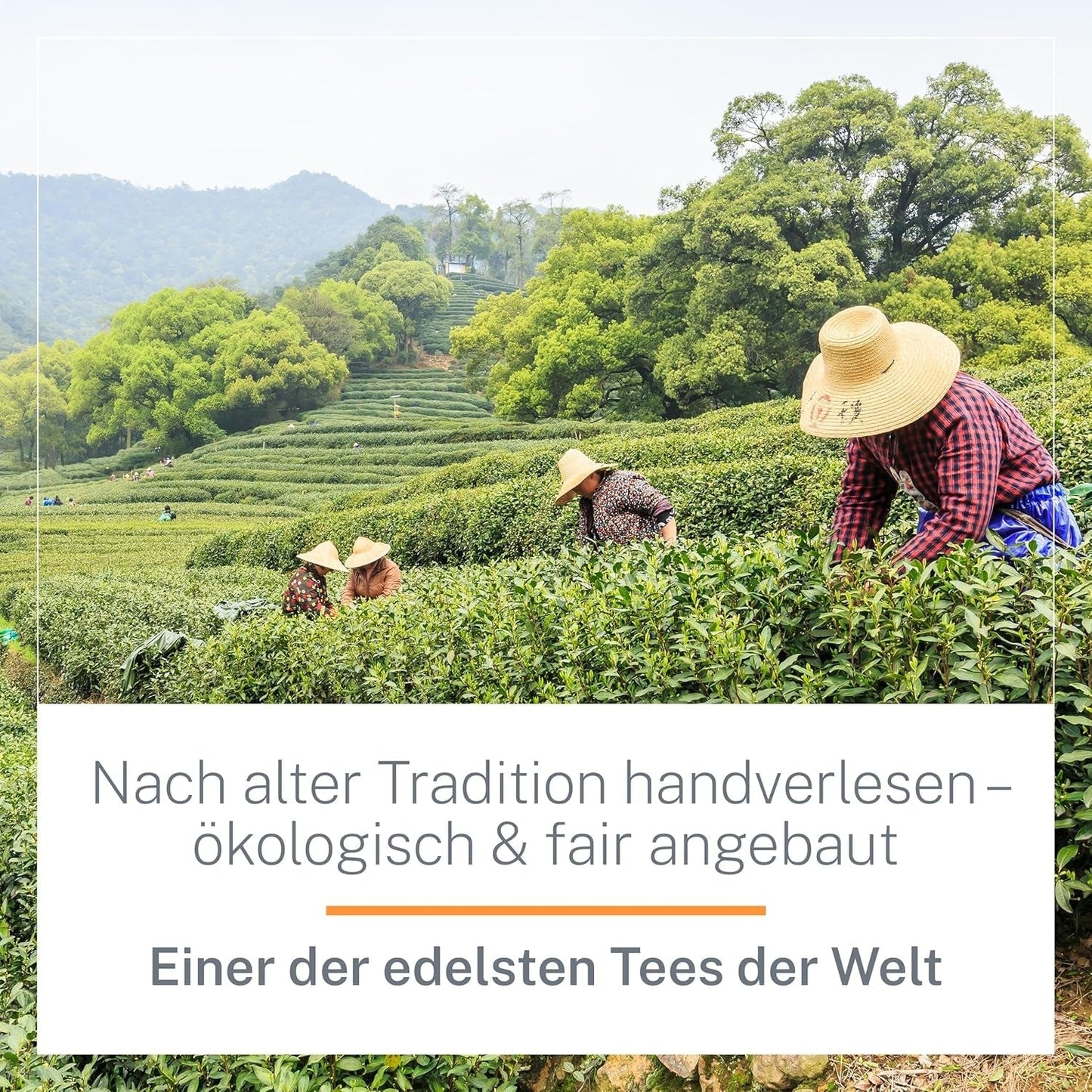 Ti Guan Yin Bio Oolong Thee 100g - Hoge kwaliteit biologische Oolong thee uit China - Wu Long (ceremoniële kwaliteit) - voor theeliefhebbers en kenners - Mycupoftea