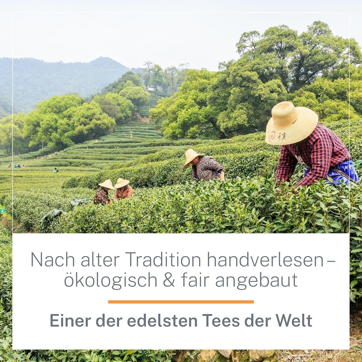 Ti Guan Yin Bio Oolong Thee 100g - Hoge kwaliteit biologische Oolong thee uit China - Wu Long (ceremoniële kwaliteit) - voor theeliefhebbers en kenners - Mycupoftea