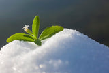 Stevia 1:1 (Erythrit - Stevia) - Natürlicher Zuckerersatzstoff, 1000 G Zoetstoffen Naty Shop