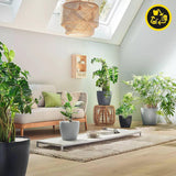 Plantenbak LECHUZA Classico Kleur ECO 60 Donkergrijs | Plantenbak met bewateringssysteem en waterniveau-indicator | Gemaakt van 100% gerecycled plastic | Matte afwerking | Ø 60 x 55,5cm | 18955