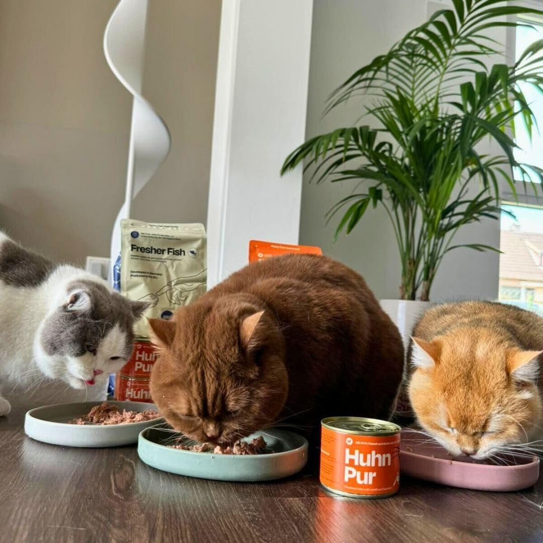 The Better Cat - Graanvrij natvoer met extra hoog vleesgehalte - Premium graanvrij en suikervrij kattenvoer (200 g, Kip)