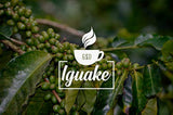 Iguaque Koffie 1000gr | Premium Kaffeeganze Bohnen 100% Arabica uit Colombia | Familiebetrieb - Single Origin Kaffeebohnen - Nachhaltige eigene Plantage im Hochland - Kräftiges Aroma