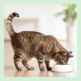 Amazon Graanvrij Nat Kattenvoer Blik Kipstukjes in Gelei 12 x 405 g