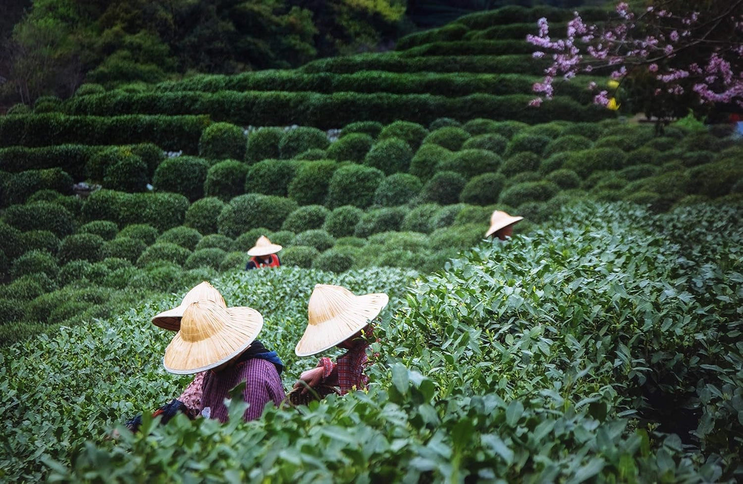 Tie Guan Yin Oolong-thee uit Anxi, China | Oogst 2025 | Chinese Oolong-thee van hoge kwaliteit | Premium Chinese thee van traditionele plantages 100 g