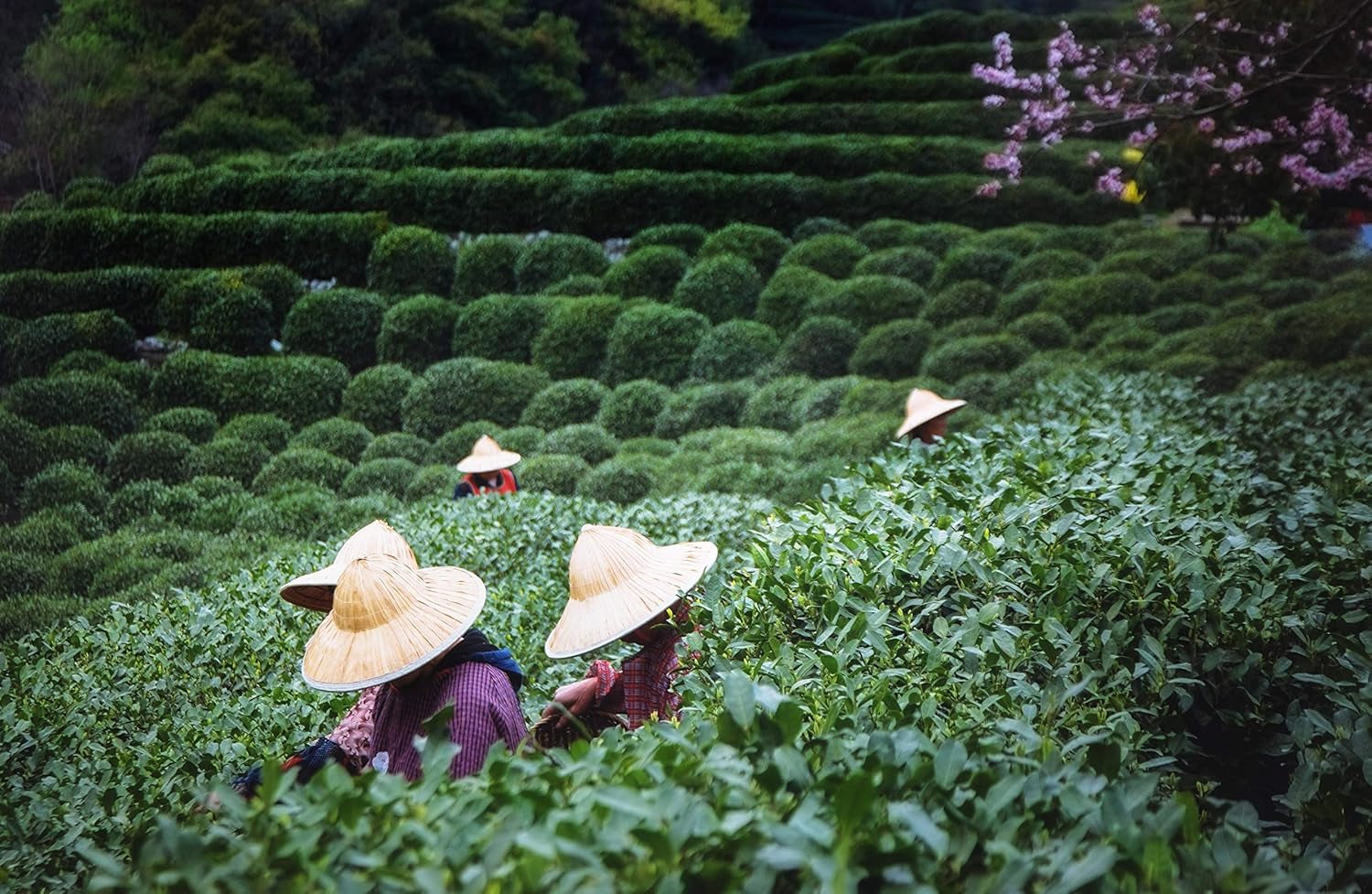 Tie Guan Yin Oolong-thee uit Anxi, China | Oogst 2025 | Chinese Oolong-thee van hoge kwaliteit | Premium Chinese thee van traditionele plantages 100 g