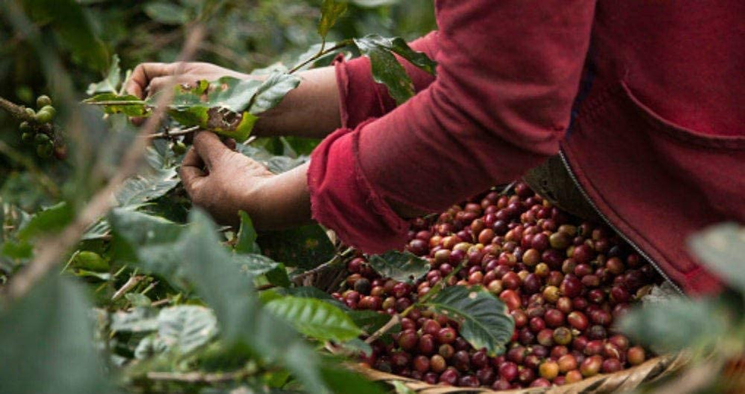 Cafeïnevrije koffiebonen 1 kg natuurlijk 100% - Espresso Intense smaak uit Colombia en Brazilië.