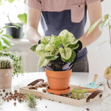 Hollyone 8-delige kleine terracotta plantenbakkenset, 8x8cm ronde kleipotten met plaat en afvoergat, kleine plantenbakken met lade, terracotta succulente potten voor kamerplanten, keramische plantenbakken
