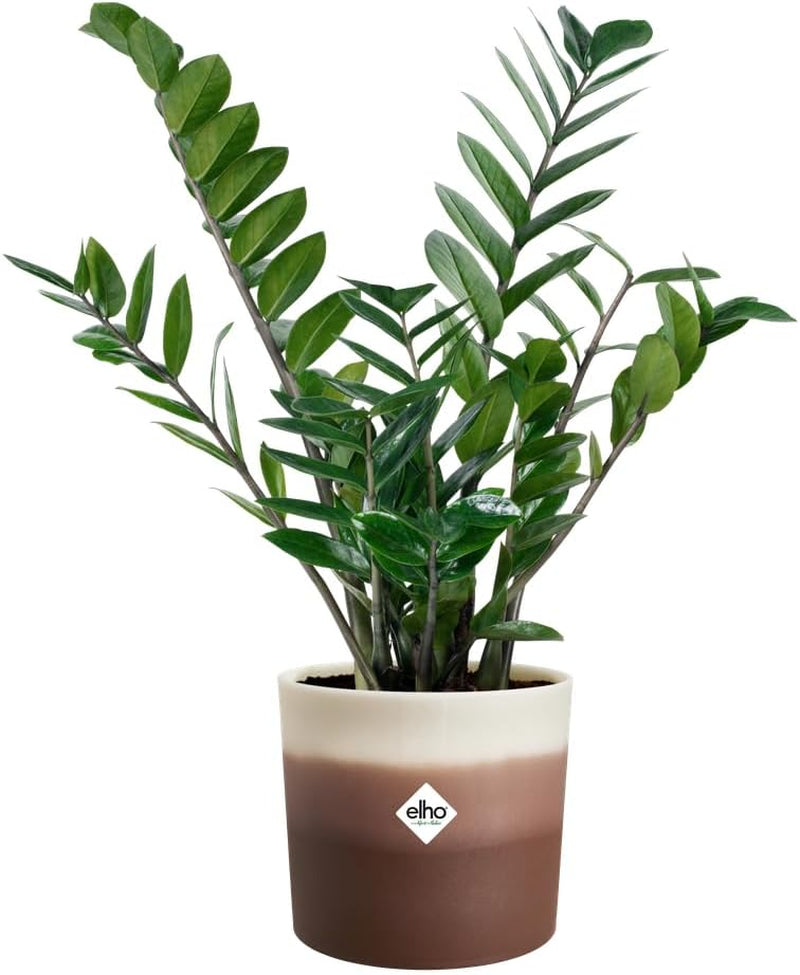 elho Ronde pot met kleurverloop 16 cm - Bloempotten voor binnen - 100% gerecycled plastic - Ø 15,9 x H 14,7 - Bruin/Cederbruin