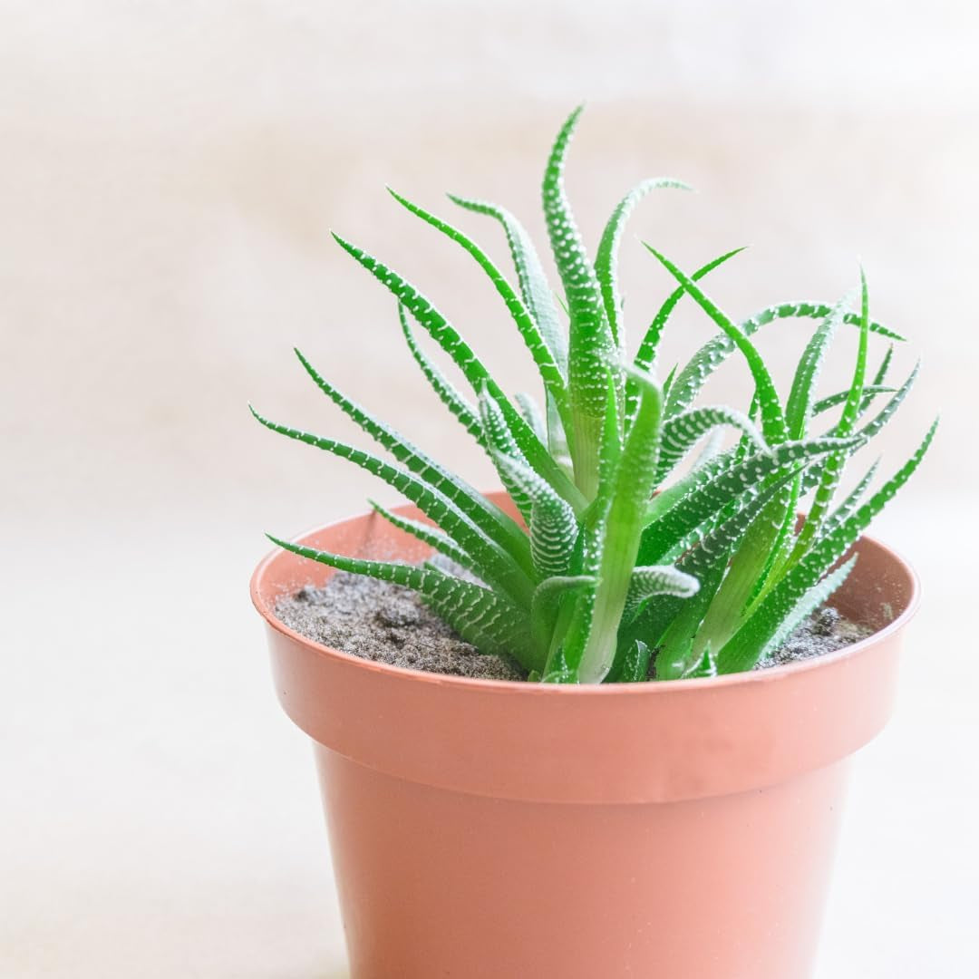 Kleine plastic pot - diameter 12 cm, licht en duurzaam, ideaal voor zaailingen, stekken en kamerplanten - willekeurige kleur, Aléatoire