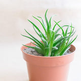 Kleine plastic pot - diameter 12 cm, licht en duurzaam, ideaal voor zaailingen, stekken en kamerplanten - willekeurige kleur, Aléatoire
