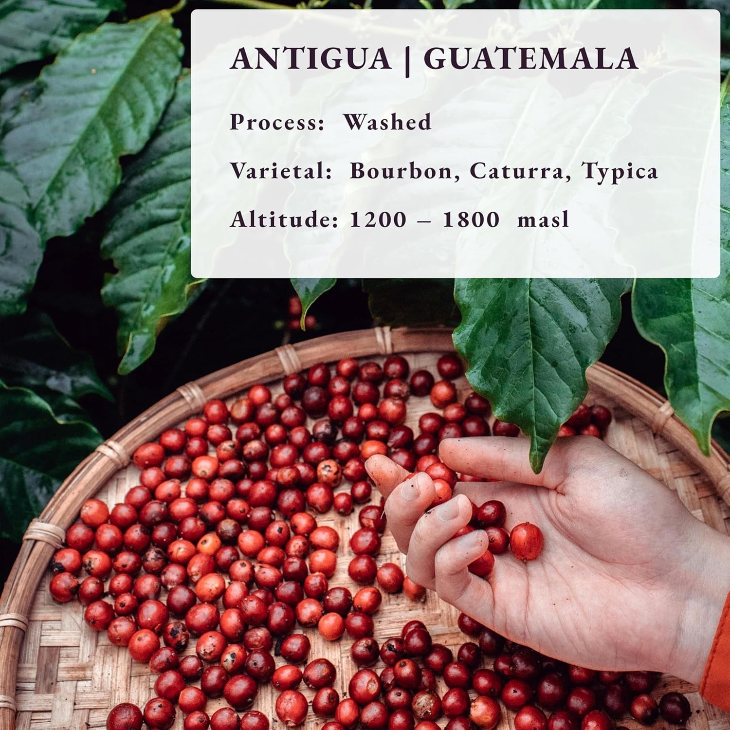 Gebrand na bestelling ~ meest verse koffiebonen | 80 CUP Roastery | Guatemala Antigua, Single Origin (1kg) Spezialitäten Kaffeebohnen, Frisch Geröstet