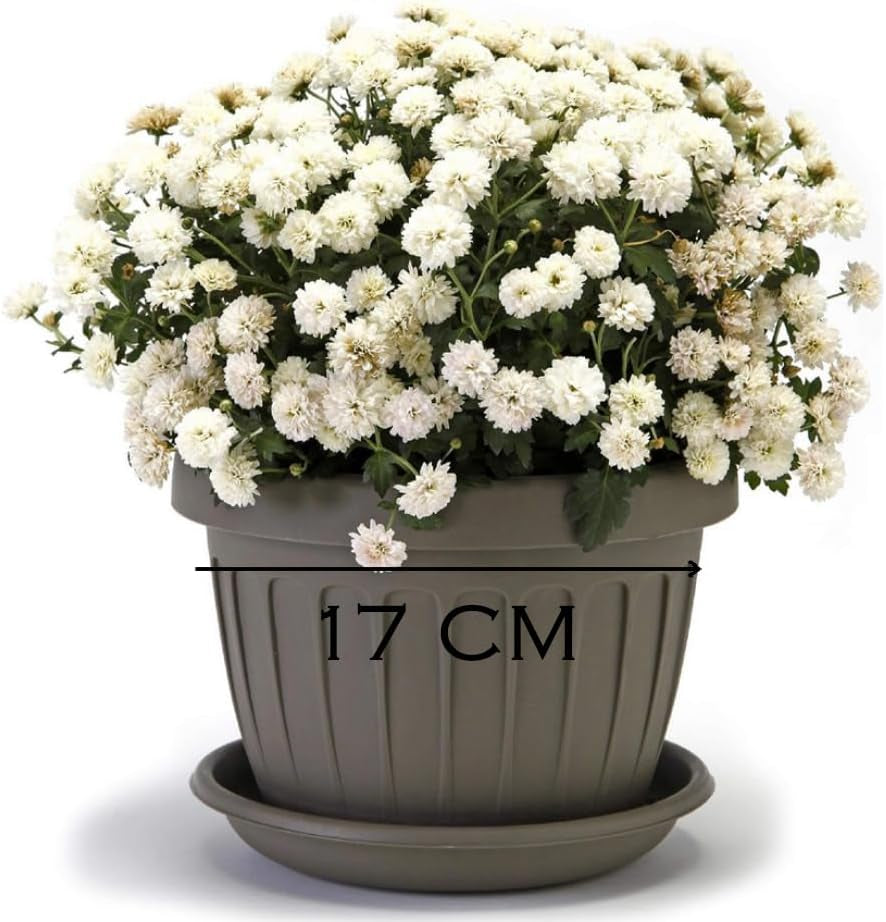 Kleine pot met bord - 17 cm pot met bord | Praktisch en lichtgewicht ontwerp | Perfect voor planten, stekken of vroege scheuten 17 cm
