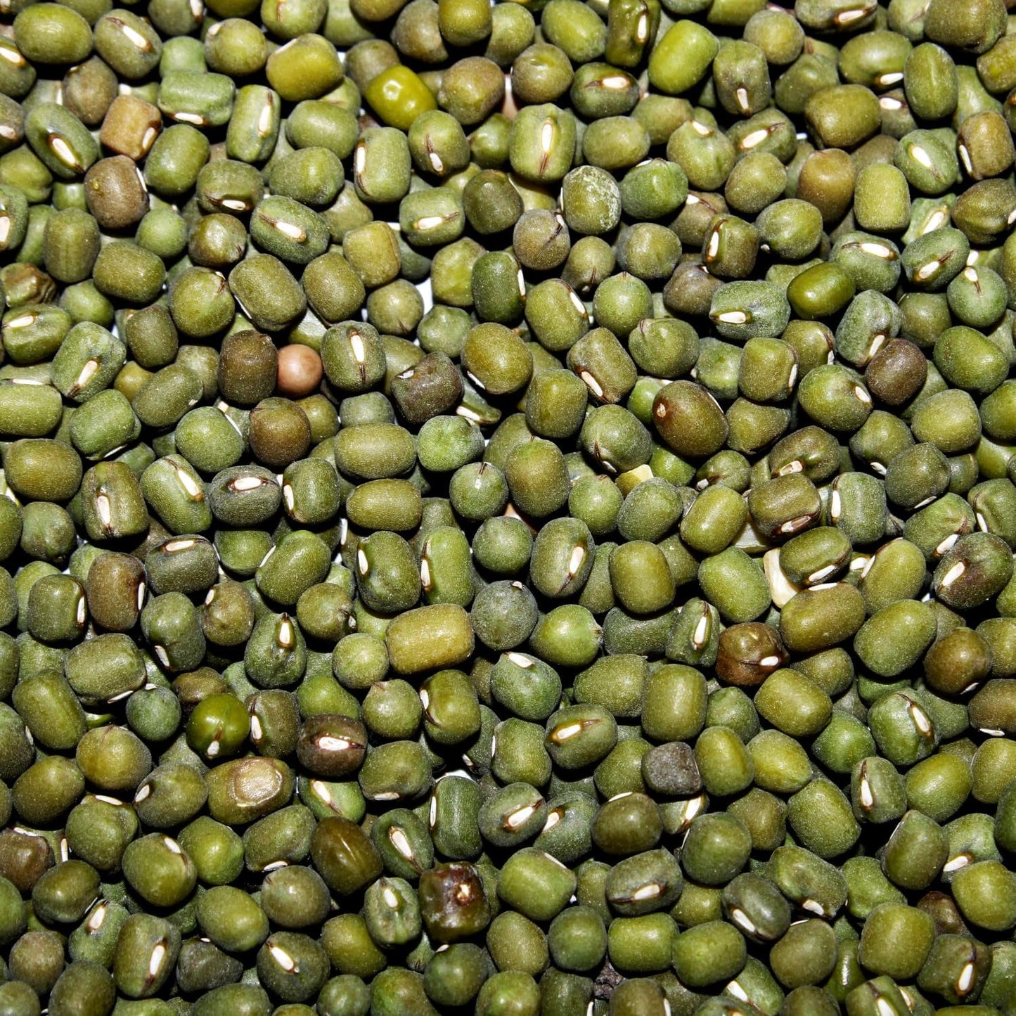 AFROASE - Groene bonen - 1 x 1 kg