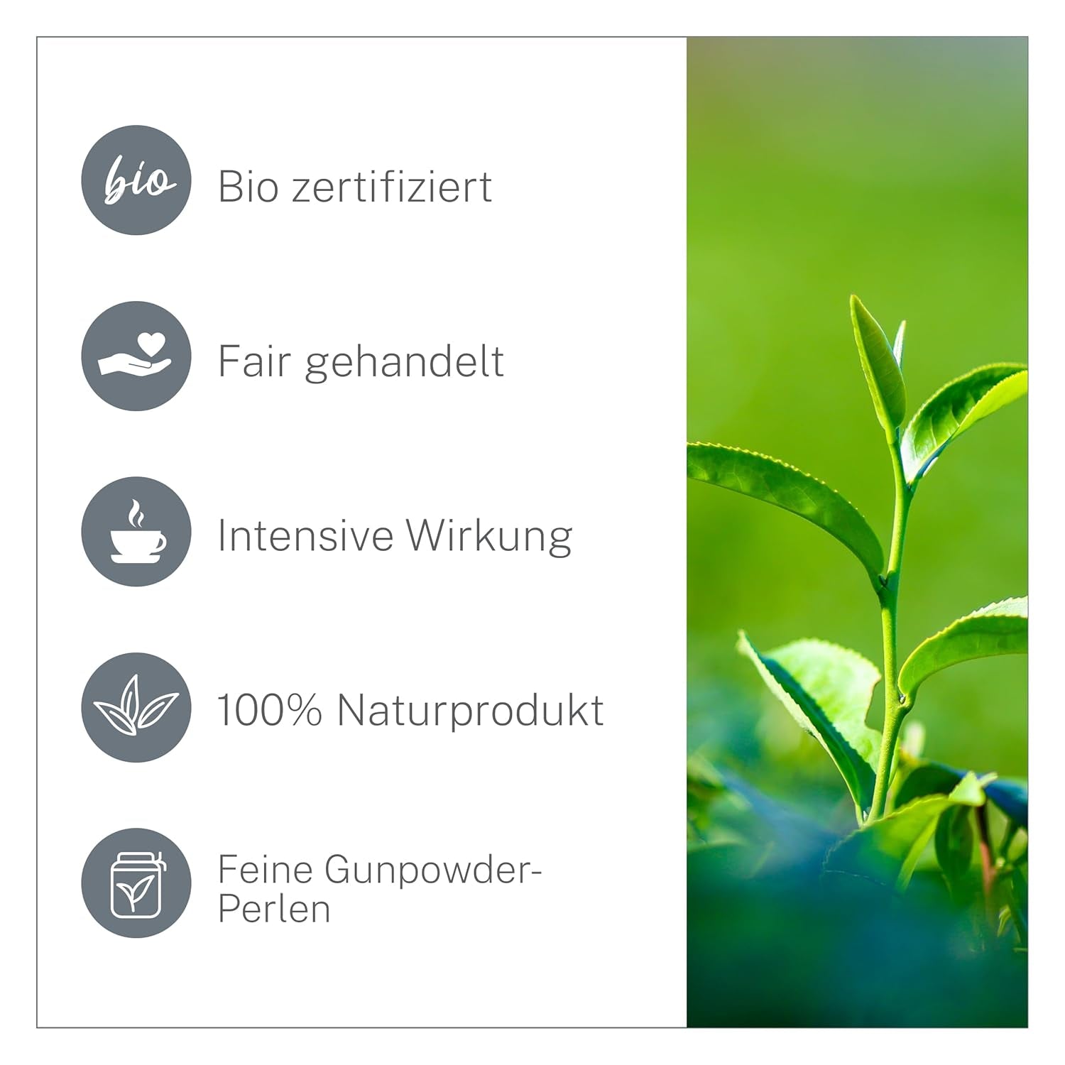 Pinhead Buskruit Biologische Groene Thee Bulk 1kg – Biologische Groene Thee van hoge kwaliteit uit China – Lichte Rokerige Smaak – Voor Fijnproevers en Theekenners – Mycupoftea