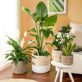 Scheurich Seagrass 17, mandpot/zeegrasmandpot, kleur: Wit, diameter 17 cm, hoogte 16 cm, inhoud 3,5 l.