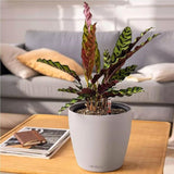 Plantenbak LECHUZA Classico Kleur LS leigrijs met irrigatiesysteem |Ø 35 × 32 cm|14281
