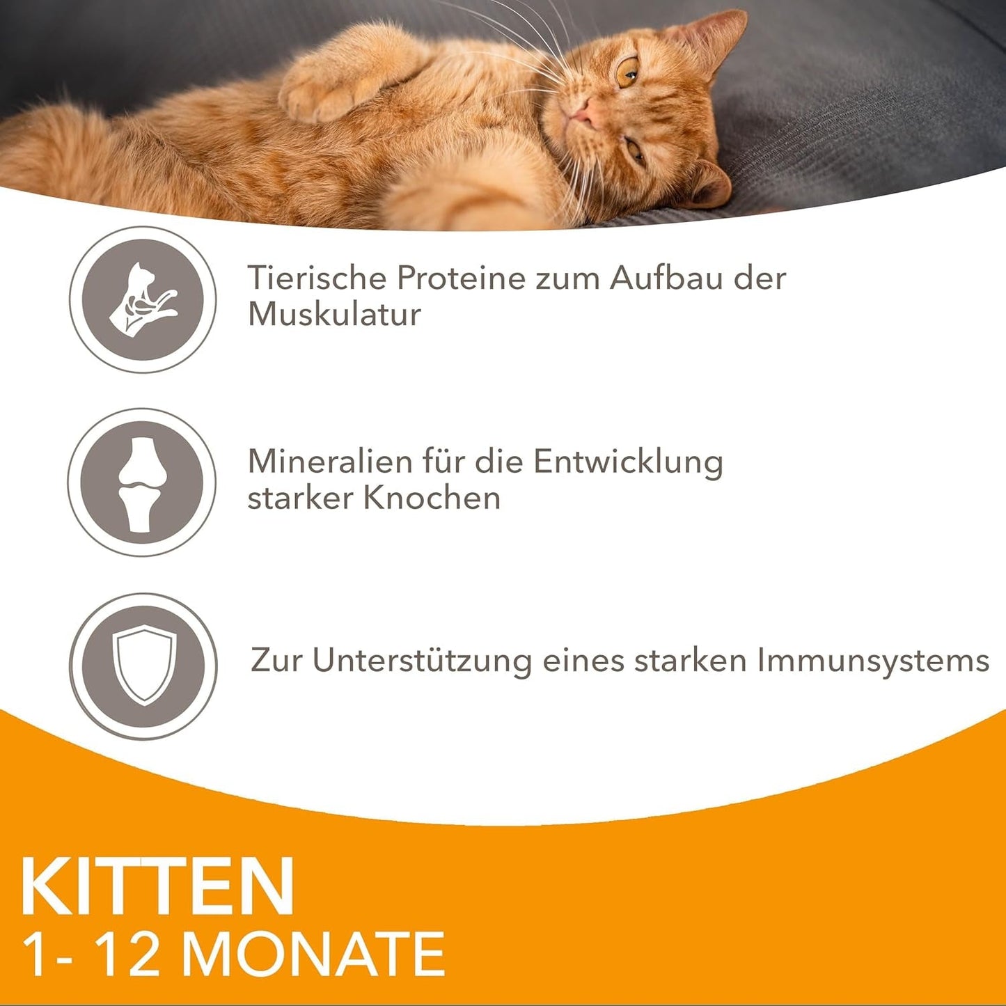 IAMS Delights Kitten Nassfutter - Multipack Katzenfutter mit Hunn in Sauce, hoogwaardige Futter für Junior Kätzchen von 1-12 Monate, 12 x 85 g