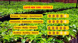 New York Coffee - EXTRA P - Koffiebonen, krachtige en beslissende smaak, Arabica- en Robusta-bonen, voor het malen, Italiaanse espresso, barblend - premium kwaliteit sinds 1930 - 1 kg, bonen