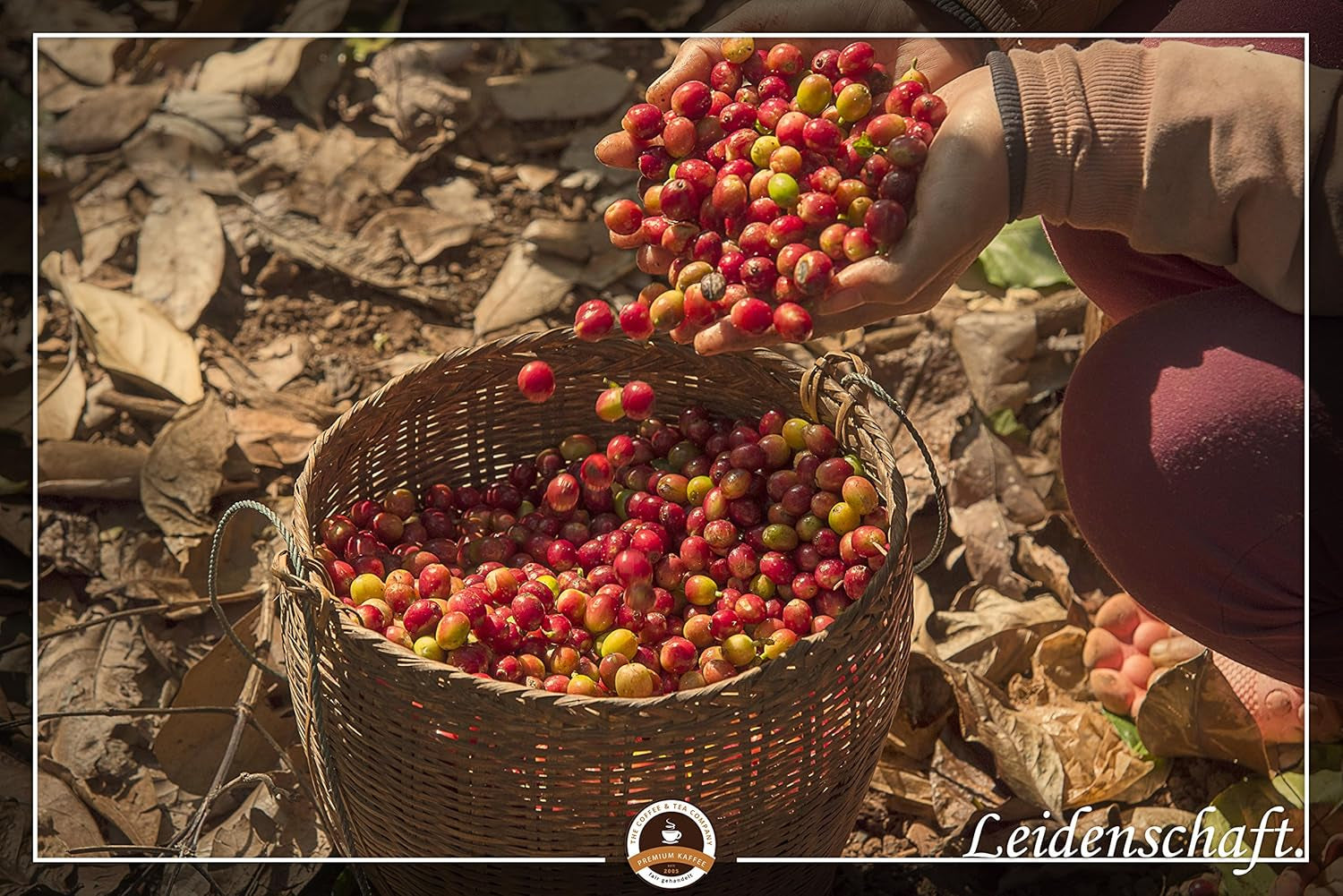 Jumbo Kaffee | Elefantenkaffee Maragogype (1000 g, hele Bohnen) - Die größten Bohnen der Welt, ohne Säure, extra mild