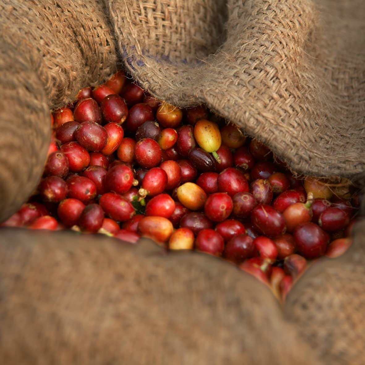 - Mokka 1000g | Sterke koffie voor Schümli en espresso uit volautomaten | Hele gebrande koffiebonen | Met 90% Arabica bonen